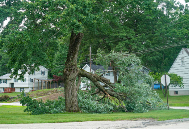 Best Stump Grinding Near Me  in Churchill, OH